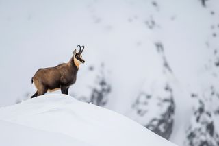 Kozice w Tatrach kontra śnieg. Czy zimowy raj ma też swoje mroczne strony?
