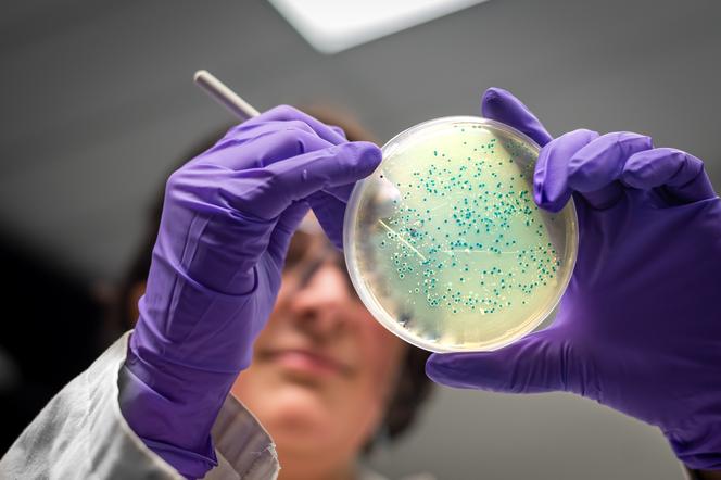 naukowiec bada bakterie