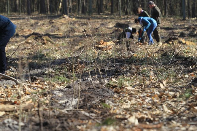 Wielkie sadzenie drzew z Lasami Państwowymi pod Warszawą