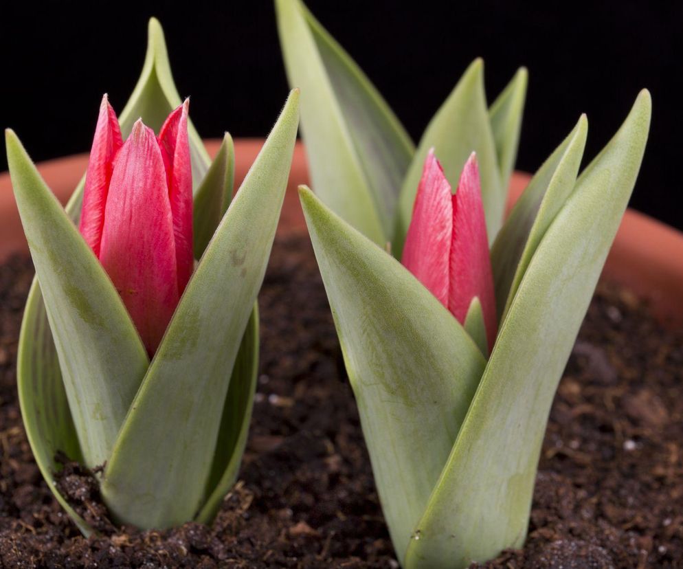Tulipany zimą? Poznaj sprawdzone metody na ich pędzenie!