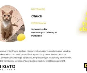 Charytatywna Choinka dla bezdomnych psów i kotów. Każdy może pomóc!