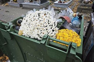 Jak zabezpieczyć chryzantemy na zimę? Mogą kwitnąć dłużej niż jedną jesień