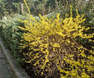 Historia wśród drzew! Tak żyje się na osiedlu Leśnym w Bydgoszczy