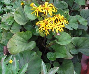 Języczka pomarańczowa - Ligularia dentata