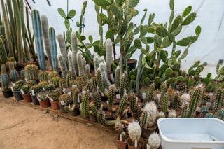 Kaktusy pana Mieczysława potrzebują ciepła