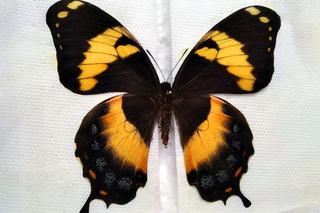 Miały być obrazki warte 2 zł, były motyle warte majątek!