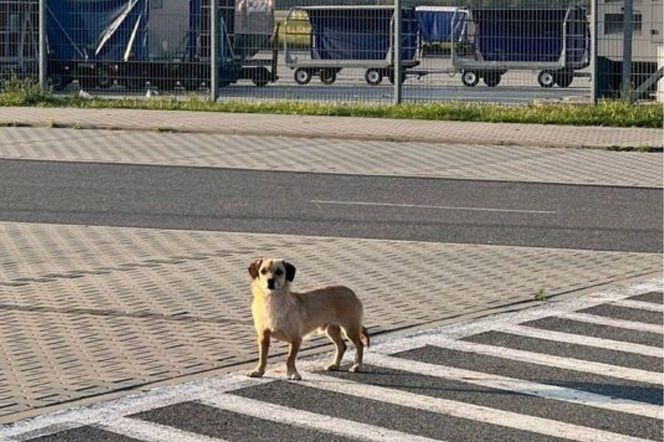 Nietypowy pracownik Katowice Airport. Pies błąkał się po lotnisku. Złapał go emerytowany policjant