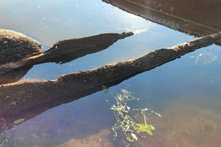 Stara łódź znaleziona na terenie Twierdzy Modlin 