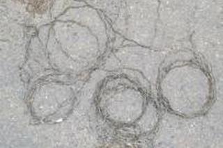 „Wnykarz usidlony”. Leśnicy zatrzymali kłusownika na Podkarpaciu 