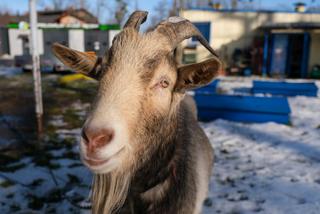 Nie dałem zjeść kozła