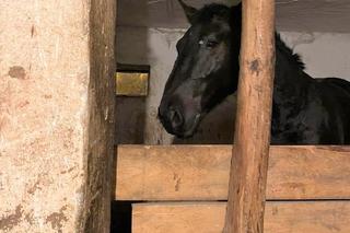 Oświęcim. Okrutny sadysta znęcał się nad koniem. To okropne, co zrobił zwierzęciu