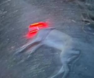 Przejechali mu psa oplem. Zabili moją Sunię