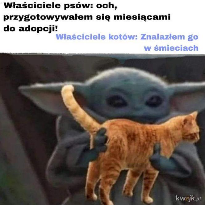 Koty opanowały internet! Memy z mruczkami bawią do łez [TOP 45]