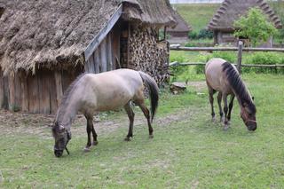 Skansen w Lublinie zachwyca w słoneczny letni dzień!