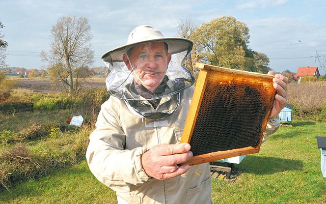 Amerykańska zaraza zabija polskie pszczoły