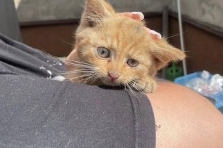 Bezdomne koty z Leszna