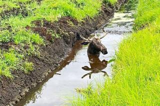 Kolos utknął w błocie. Wyciągać go musiało 10 osób!