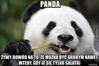 Dzień Pandy - memy, filmy, żarty, które udowodnią, że nie jest miłym zwierzakiem