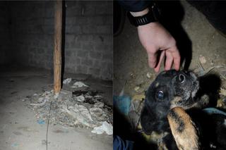 Podczas interwencji usłyszeli ujadanie psa. Dokonali makabrycznego odkrycia pod Tczewem