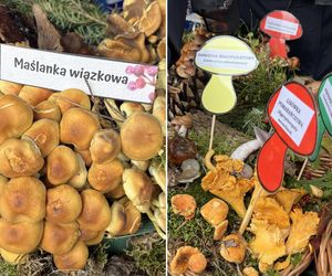 Grzybowe święto w Lublinie. Plac Litewski zamienił się w las pełen grzybów.