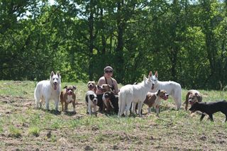 Festiwal Przyjaciół Zwierząt w Olsztynie już w sobotę