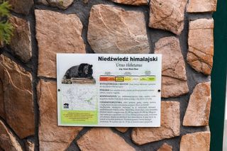 Niedźwiedzica Wolta z toruńskiego Zoo skończyła 40 lat!
