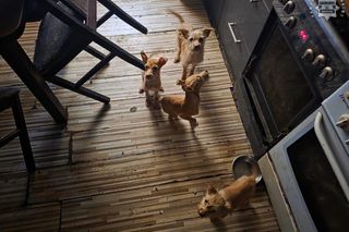 Psy przebywały w koszmarnych warunkach