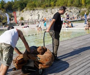 Wózki sklepowe, kanapa i opony. Za nami kolejne sprzątanie Zakrzówka