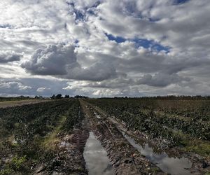 Maciej Siekiera, rolnik z Gałkowic, w szoku po akcji. 60 ton papryki rozdane, gdy zbiór był nieopłacalny.