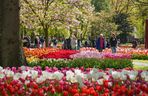 Ogród Keukenhof w Holandii