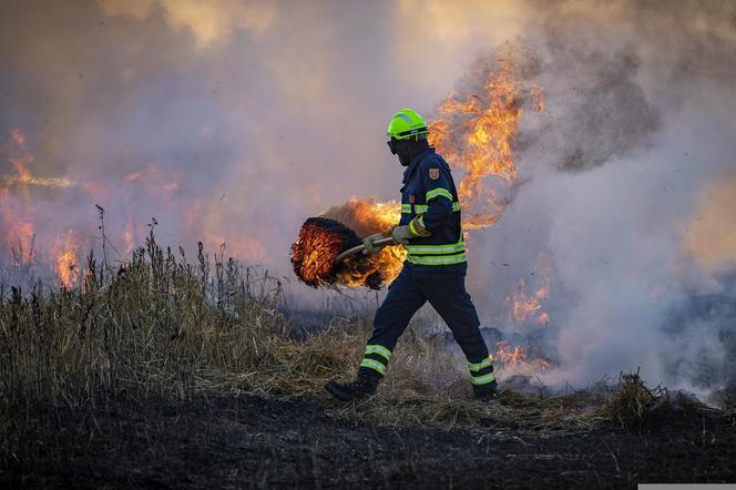 Pożar lasu w Sosnowcu
