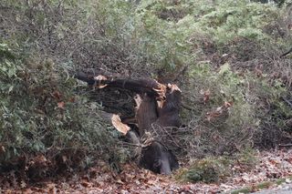 Wycinka stuletnich tuj w Parku Planty w Białymstoku