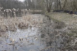 Ochrona żab na Barbarce
