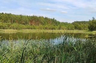 Rezerwat Jeziorka Kozie został utworzony w 1984 roku