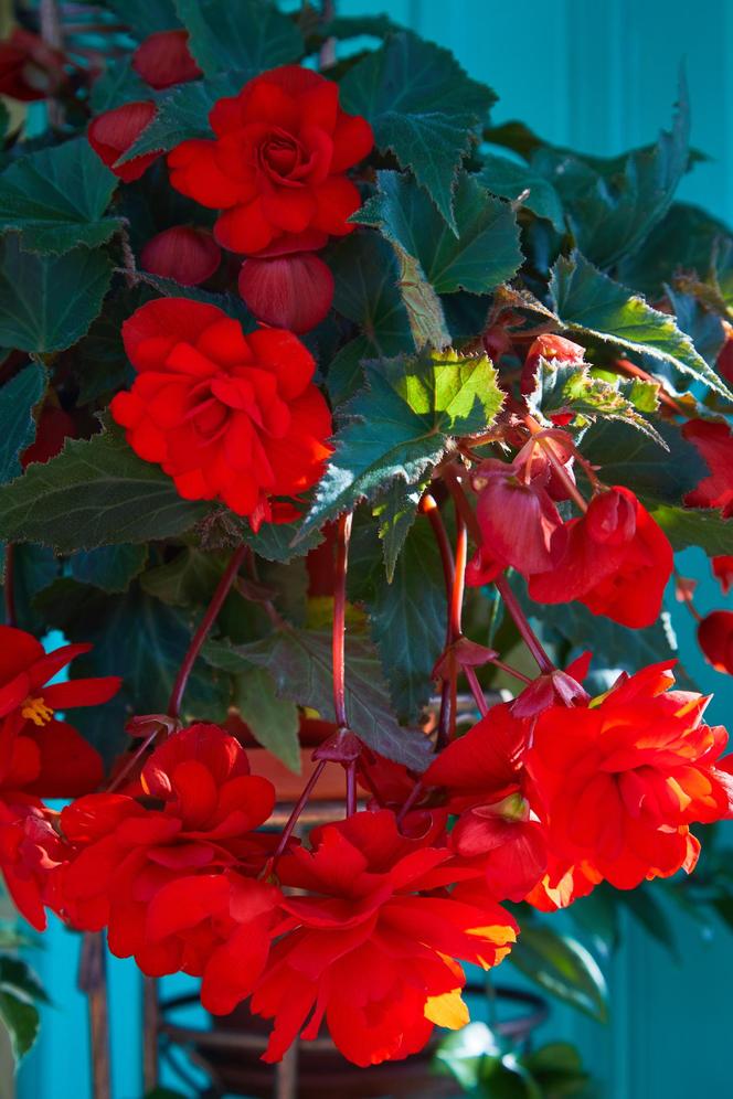 Begonia bulwiasta