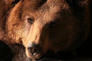 Nie żyje niedźwiedzica Cytra z Gdańskiego Ogrodu Zoologicznego