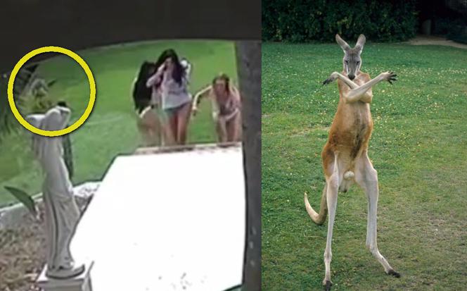 Kangury zaatakowały i gonią modelki w bikini