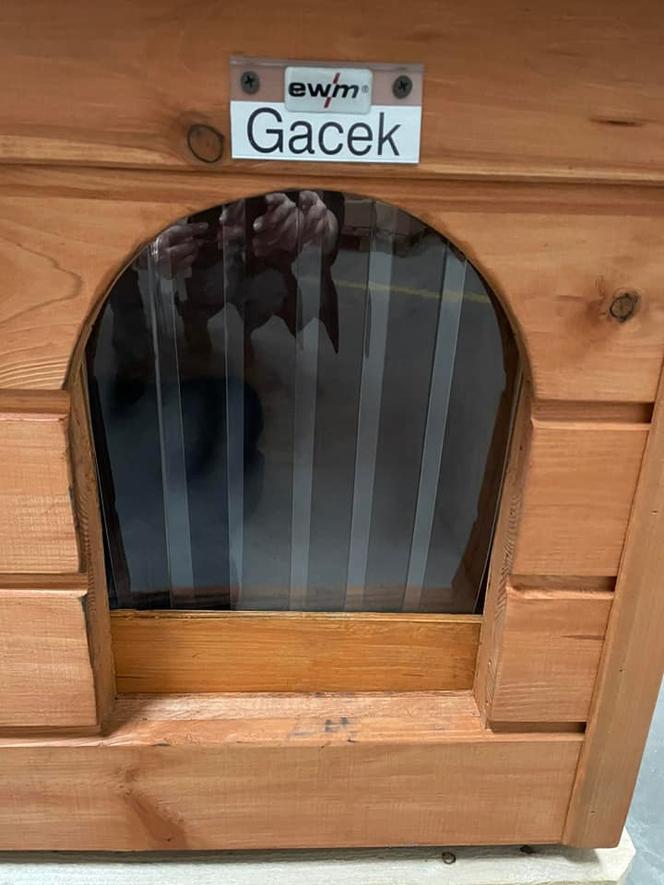 Kot Gacek i jego nowy domek