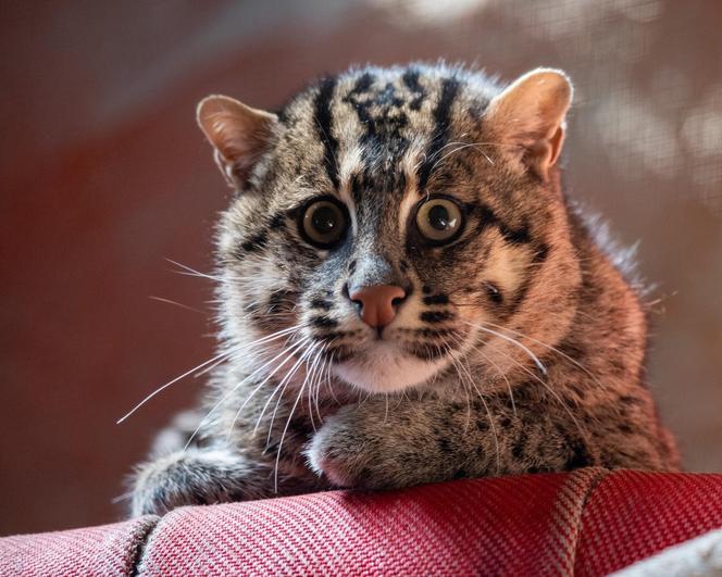 W Orientarium ZOO Łódź zamieszkały taraje