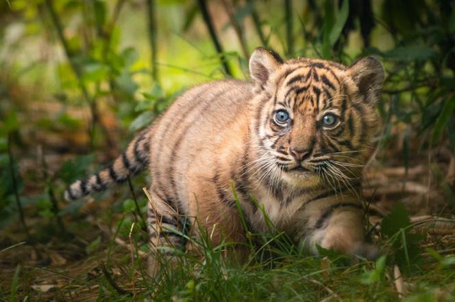 Tygrys sumatrzański we Wrocławskim Zoo