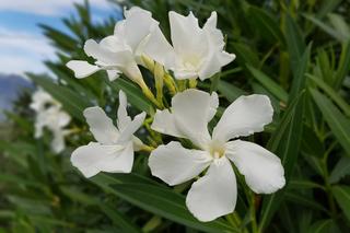 oleander