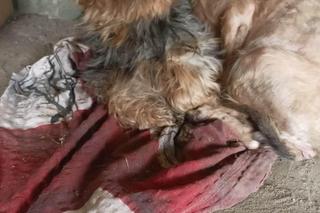 Yorki porzucone w Zapadach