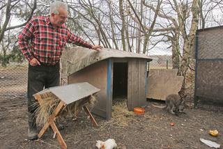 Kangur Filip szuka żony