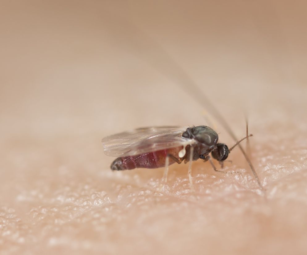 MESZKI - domowe sposoby na uciążliwe owady