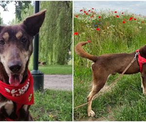 Nugat czeka na nowy dom w schronisku dla zwierząt w Zamościu