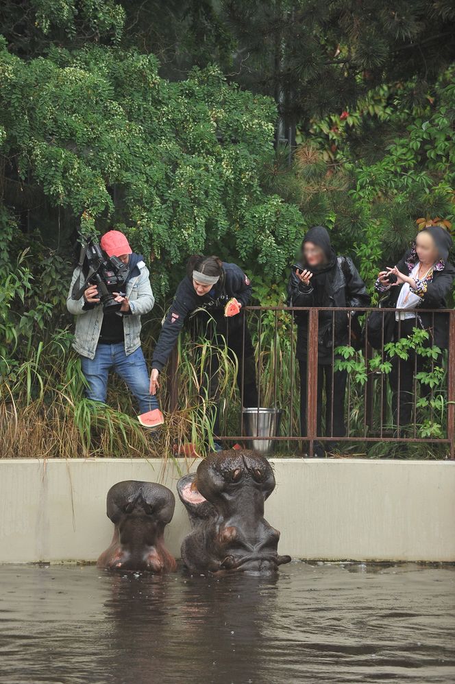 Hipopotamica Pelagia