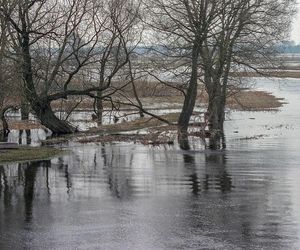 Biebrzański Park Narodowy, Północny Basen Biebrzy (okolice Goniądza)