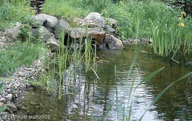 staw-rośliny-do-stawu