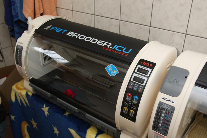 USG I INKUBATOR DLA PSIAKÓW.