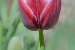 Tulipan 'Arabian Mystery' - Tulipa